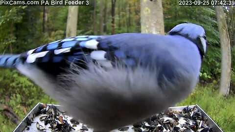 Blue jay drops an acorn at the feeding station 9/25/2023