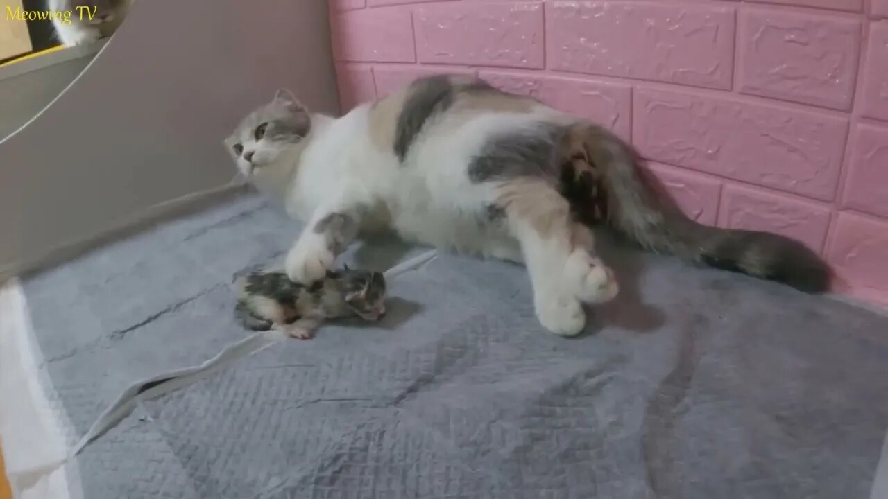 The mother cat giving birth with difficulty is always visited by another interested cat - The End.-1