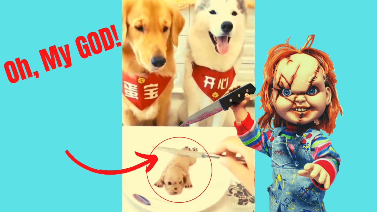 👽 Cute Dogs React to Chucky Child's Play 🐶 [compelling] 😂