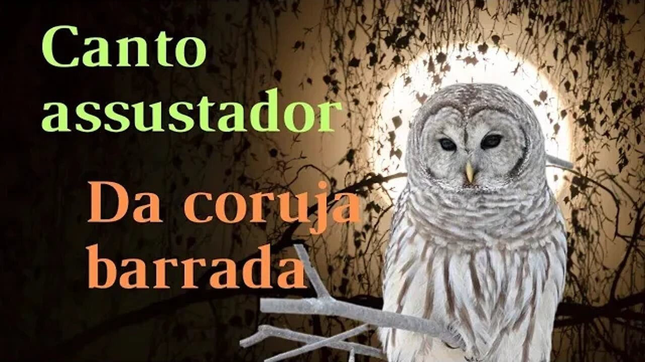 Canto assustador da 🦉 🦉 🦉 Barrada.