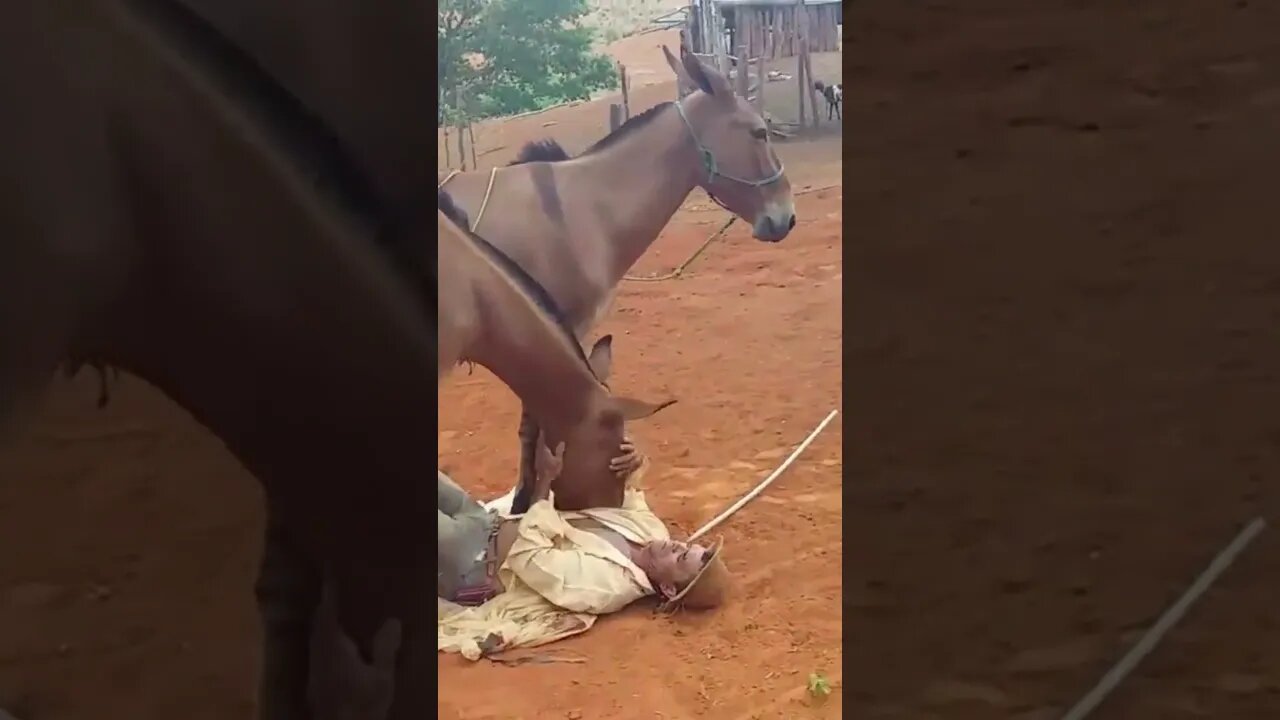 Artes do Vaqueiro PO com Burros