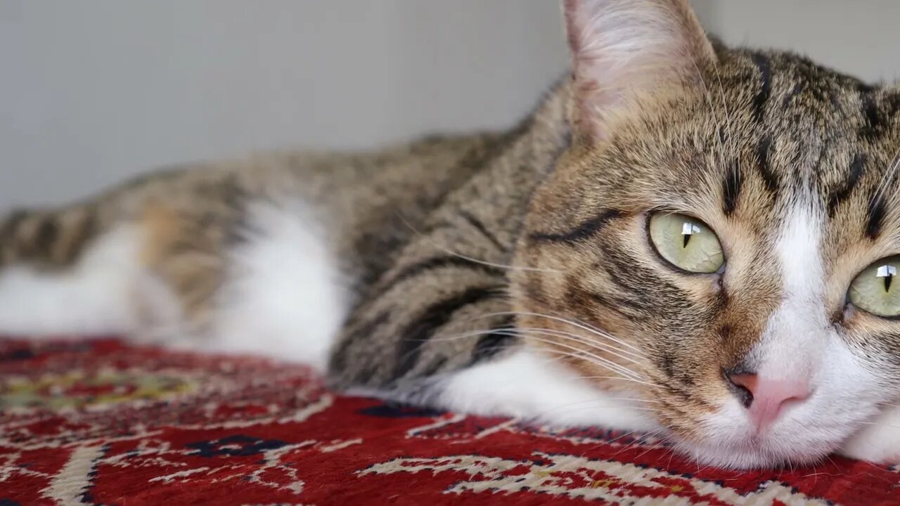 This Cat Has Big Shiny Eyes