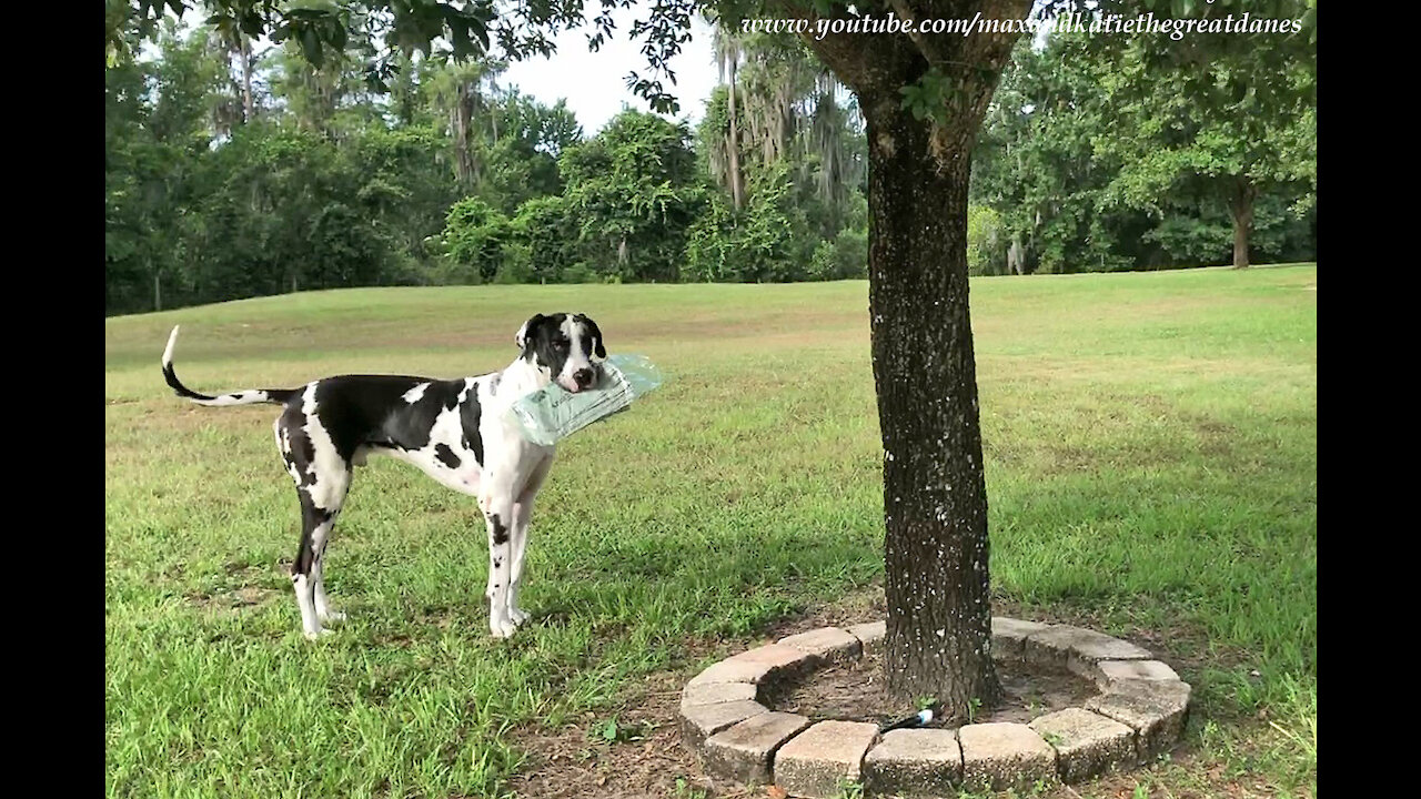 Great Dane happily delivers the Sunday newspaper