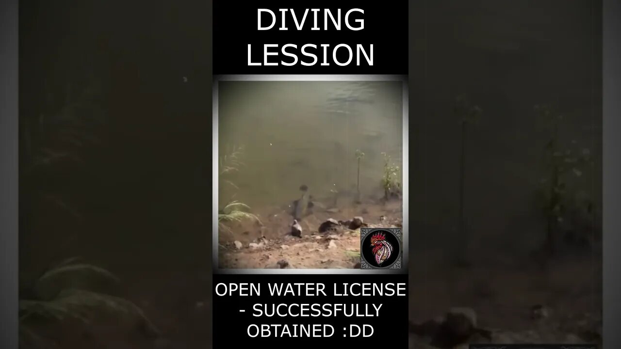 Catfish took bird for diving licence 🌊 😂