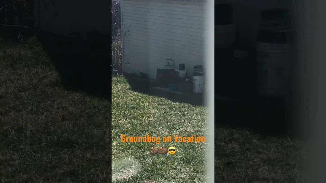 Groundhog on Vacation #vacation #groundhog