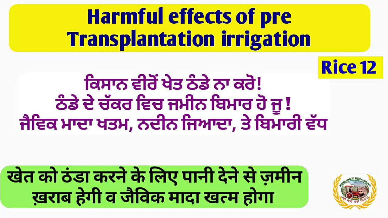 Harmful effects of pre transplantation irrigation! ਖੇਤ ਠੰਡੇ ਕਰ ਕੇ ਖੇਤ ਦਾ ਨੁਕਸਾਨ ਨਾ ਕਰੋ