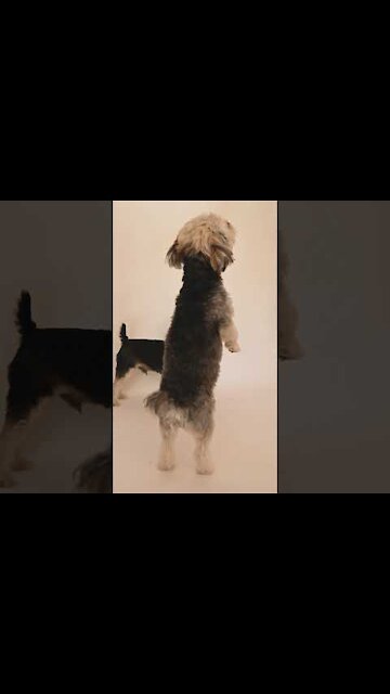 Puppy standing on 2 feet - Two Dogs Playing Around
