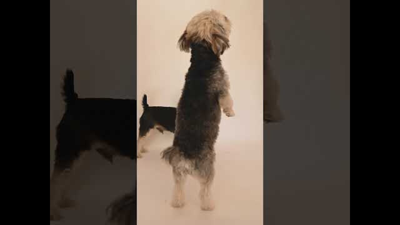 Puppy standing on 2 feet - Two Dogs Playing Around