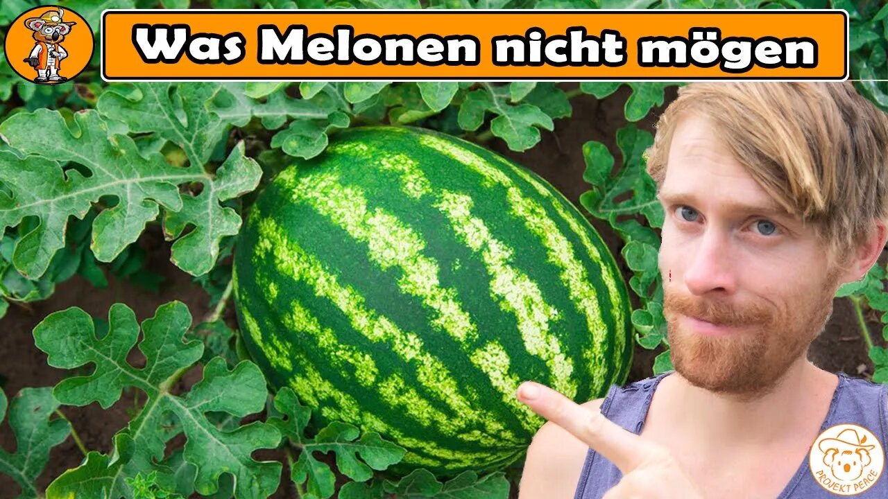 Was Melonen nicht mögen - Diese Fehler unbedingt vermeiden