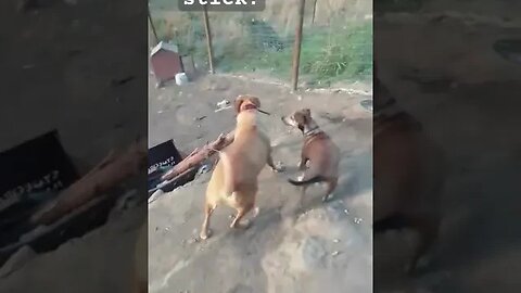 Farm dogs playing chasing for stick