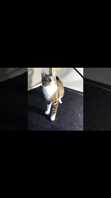 Cat Loves His Feather Wand