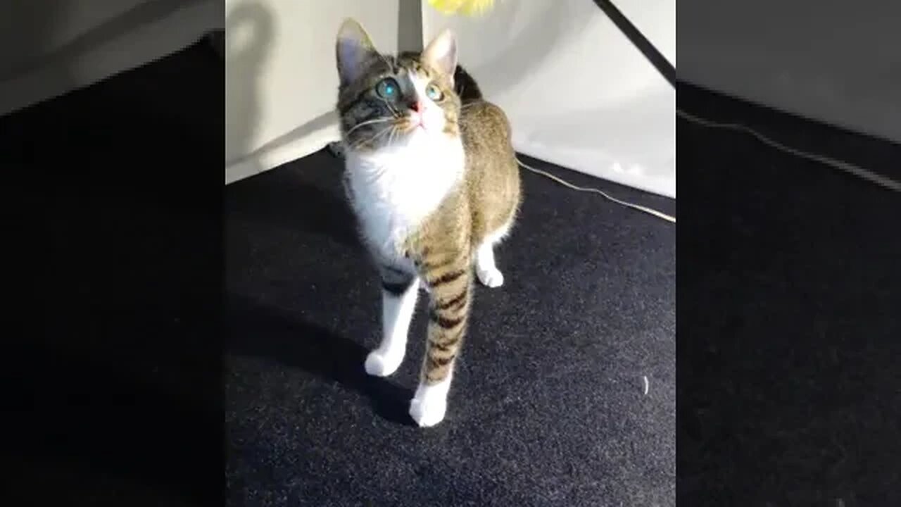 Cat Loves His Feather Wand