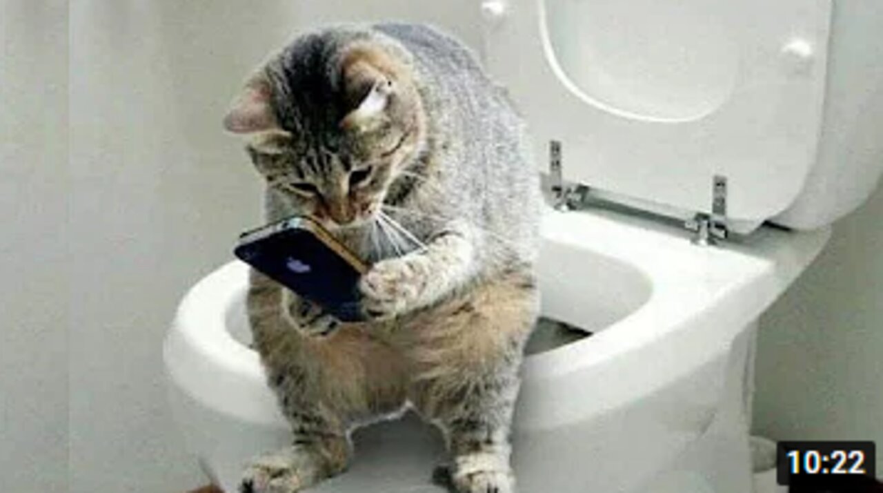 Funny And Cute Cat's Life - Cats And Owners Are The Best Friends Videos