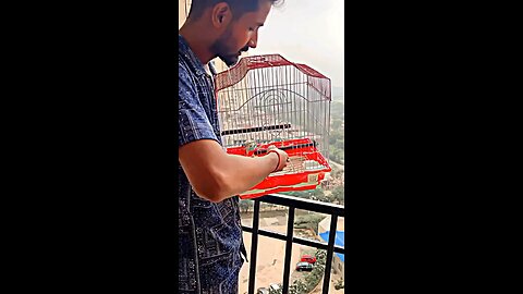 Aaj parrot ko azad kar diyaa ❤️❤️ #viral #new #freedom #birds #BthFX