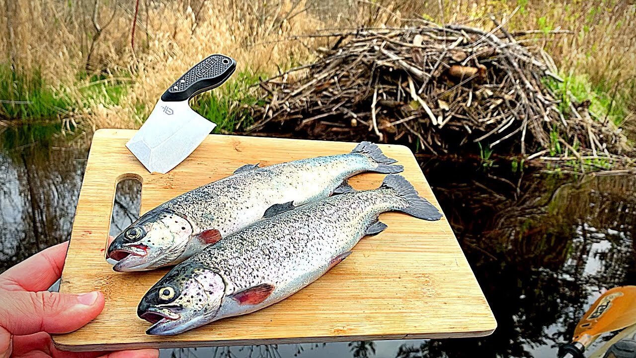 Trout Catch & Cook ON A BEAVER DAM!!! Epic Rainbow Trout Fishing | 4K