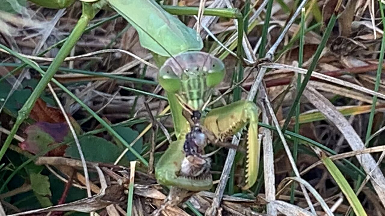 A feasting praying mantis.