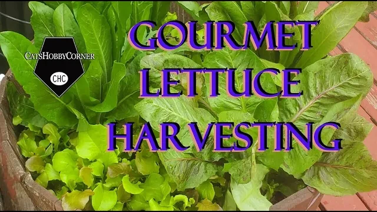 Harvesting Gourmet Salad Leaves - May 1, 2022