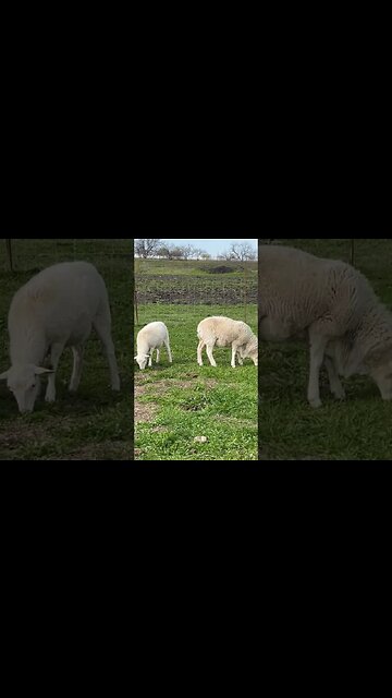 Our five sheep ewes with our new Royal White Ram!
