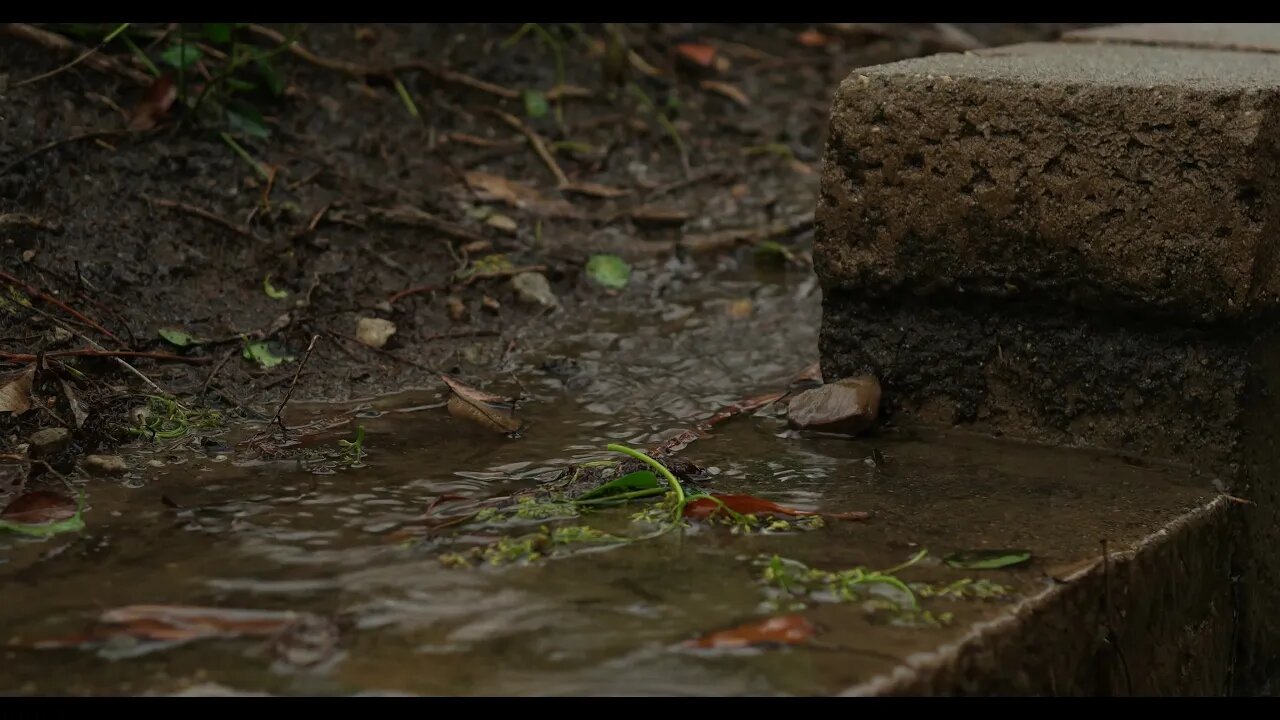 Rain Close Up Rivulet Close Outdoor Natural 😊 Sounds to Sleep, Relax, Reduce Stress, Insomnia