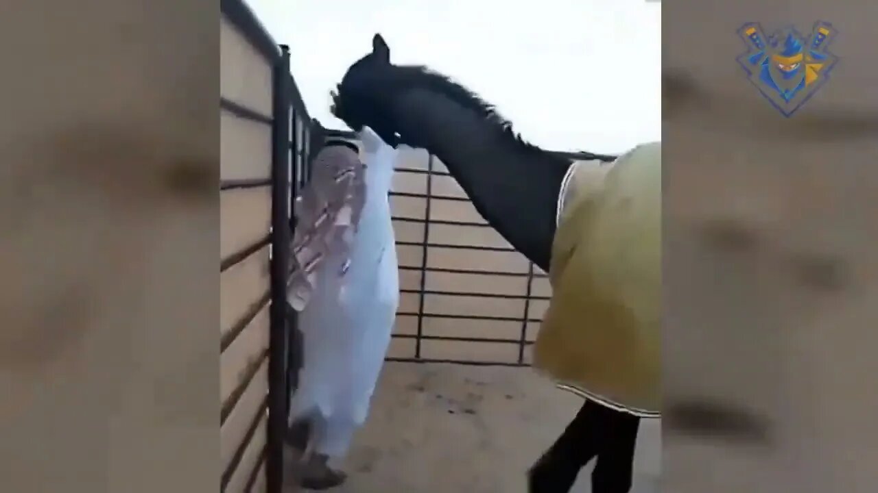 Funny animal attack. I bet You Laugh 2022