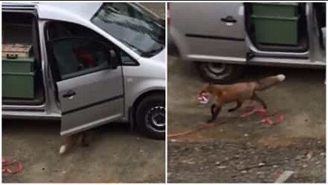 Fox invades car to steal pizza