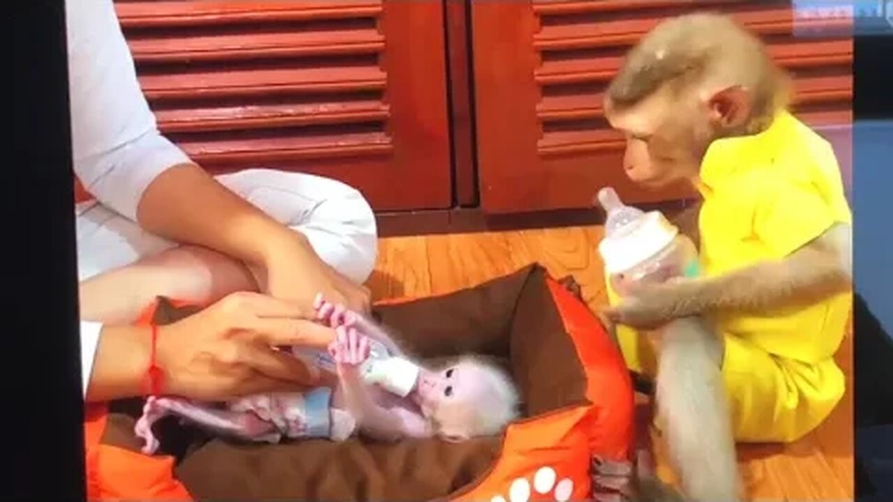 cosas raras que hacen los monos