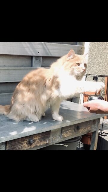 Cat ringing Bell for treats