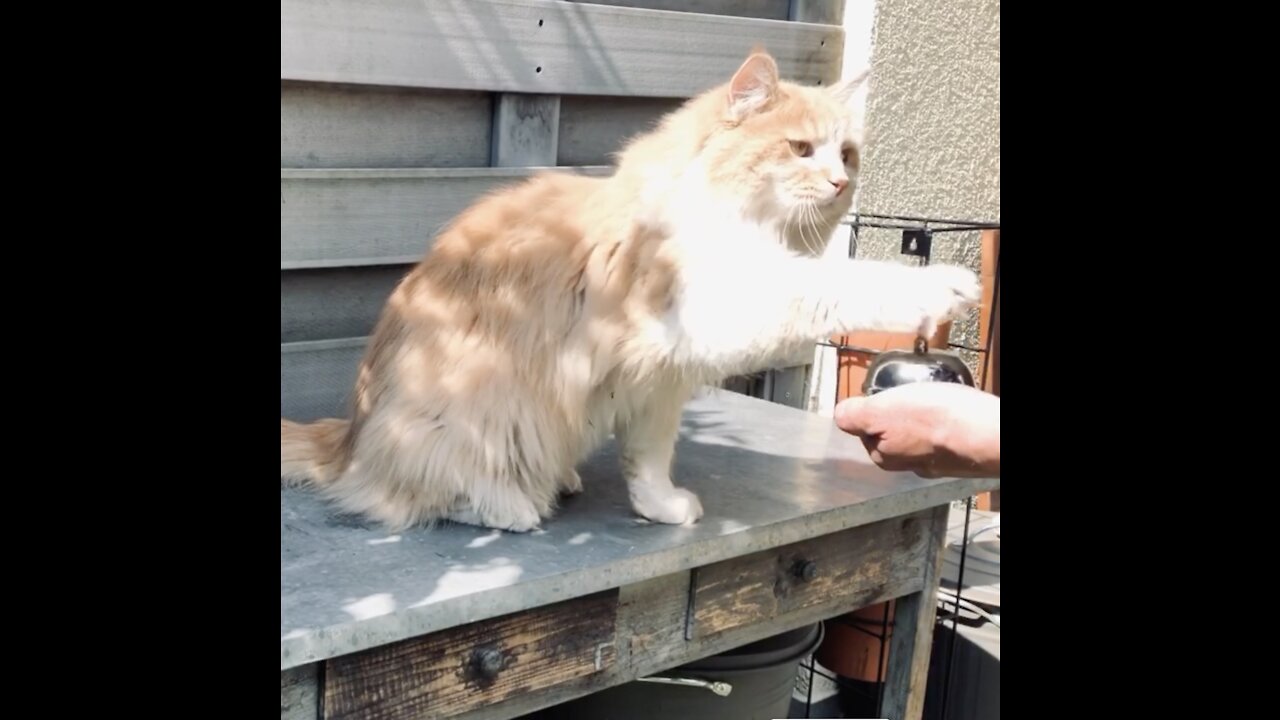 Cat ringing Bell for treats