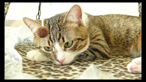 Cat Photography