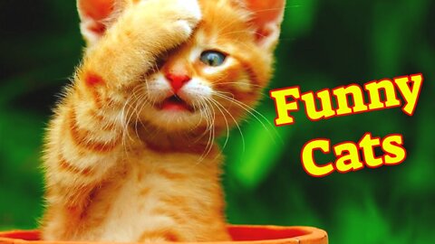 Funny Animal Videos 2022 😂 - Funniest Dogs And Cats Videos 😺😍 #2