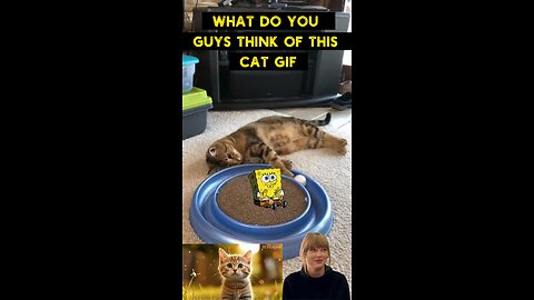 Cute Cat Gif