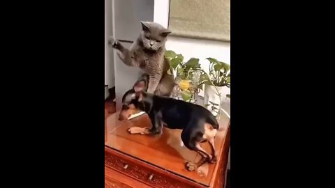 Funny Cats and Dogs Moments #01