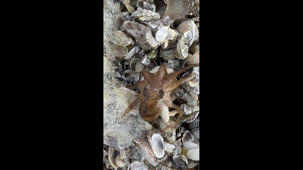 Rescuing A Baby Octopus & Scallop While Enjoying A Yellow-Crowned Night Heron Before Some Rain 4K