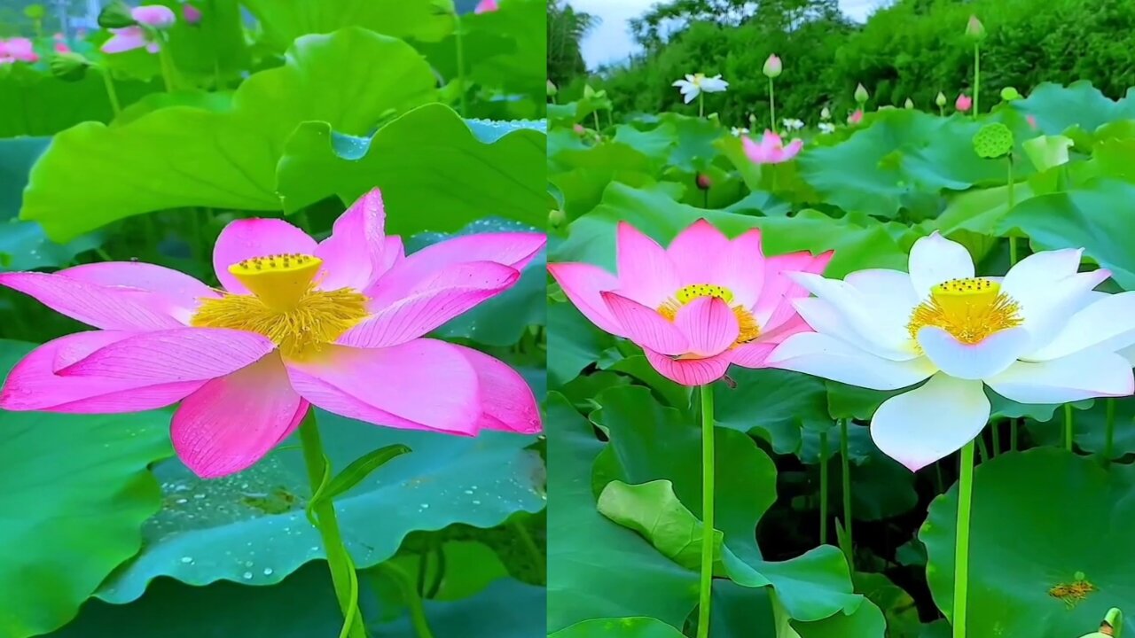 relaxing nature music with beautiful Lotus flowers