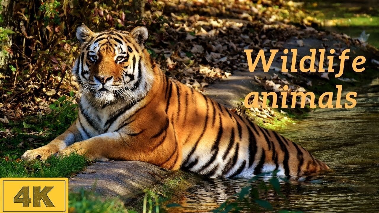 Animals Of The World 4K - Scenic Wildlife Video, #shorts #animals #wildlife #relaxing #4k