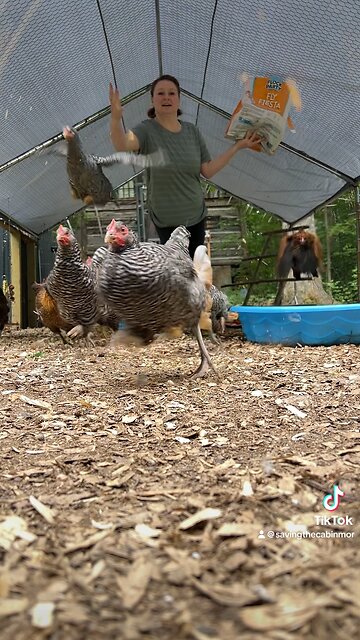Crash Landing Chicken!