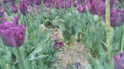 #menkıbe EN GÜZEL MENKIBELERDEN BİR BÖLÜM / "İÇKİ ŞİŞELERİNİ DEVİREN KEDİ "