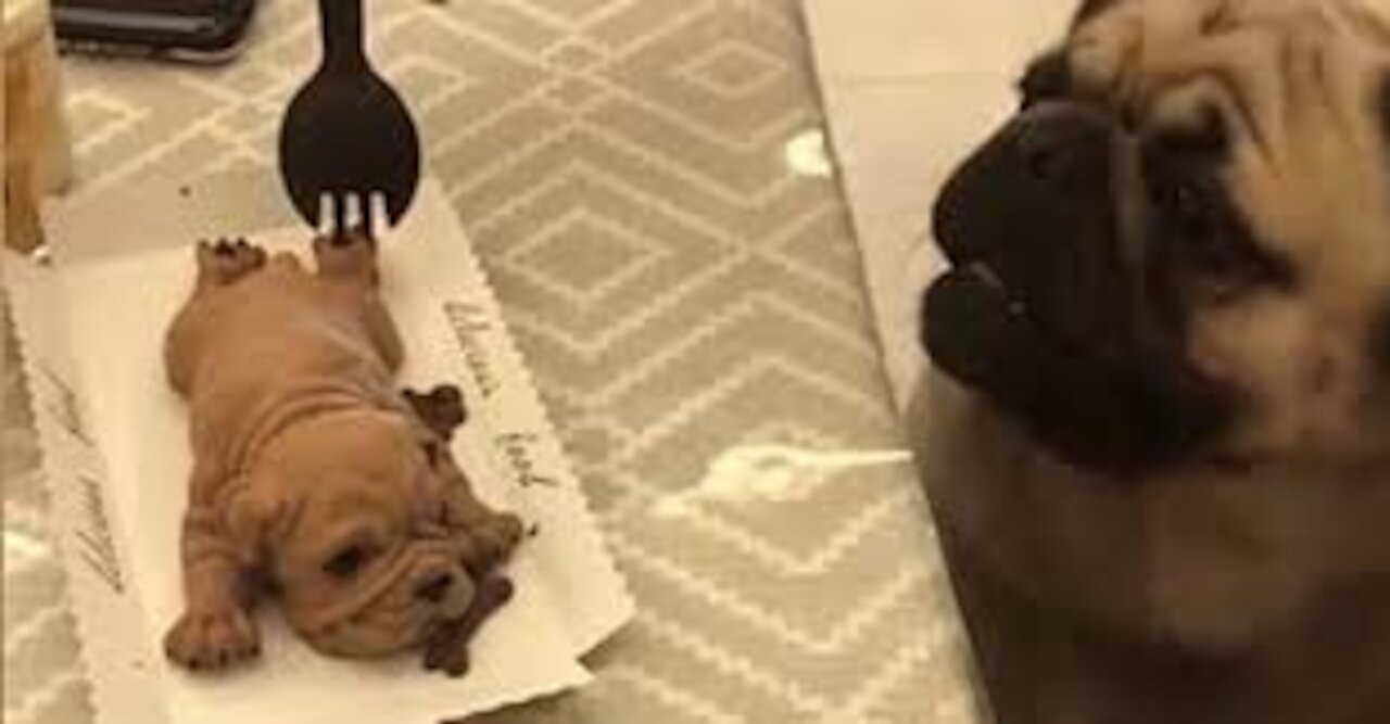 reaction reaction of dogs when cutting dog cake