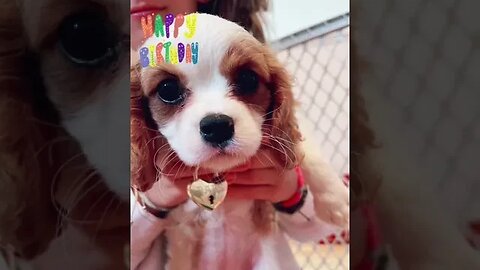 Wishing these two beautiful girls, Blythe & Babs a very Happy Birthday! #cavalier #puppy #birthday