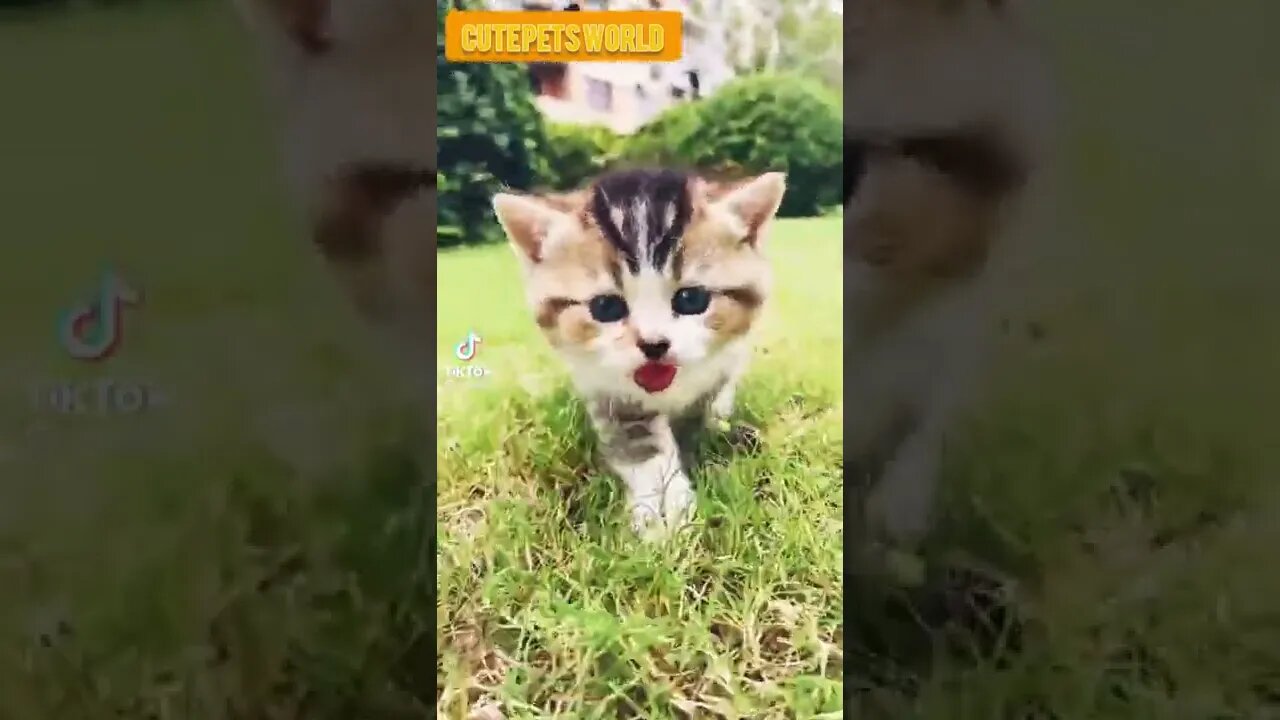 little kittens meowing and talking #funny #shorts #catcute #catvideos #tiktok #trending #trend