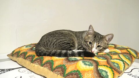 The Cat on the Pillow