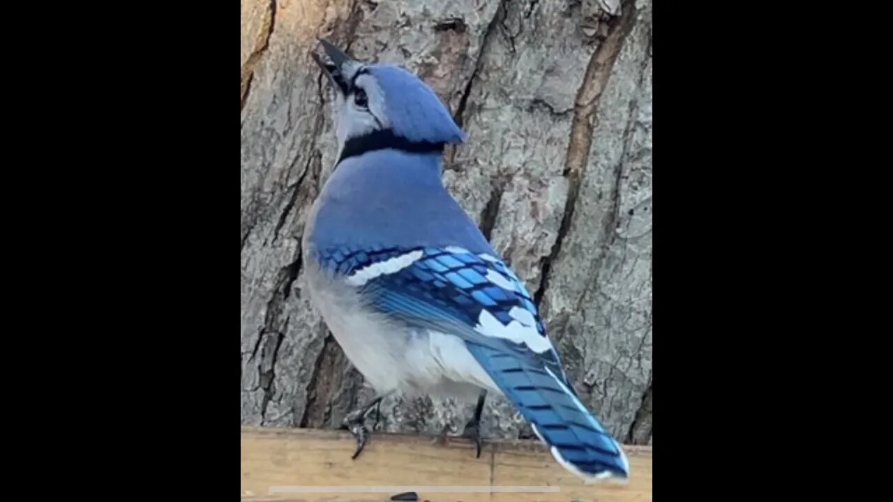 Canadian Song Birds STREAMING LIVE Appin Ontario Canada, Please enjoy.