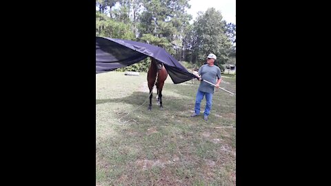 Horse Training: Tess Obstacle Course Training