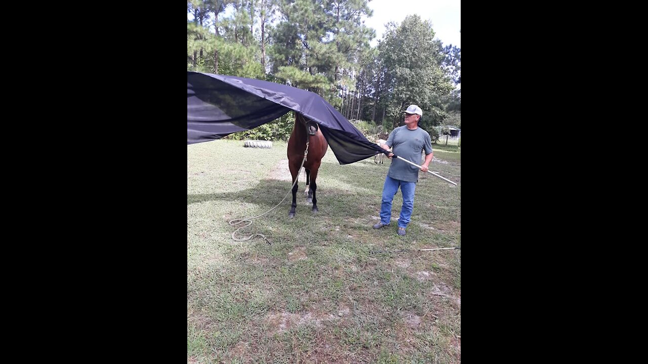 Horse Training: Tess Obstacle Course Training