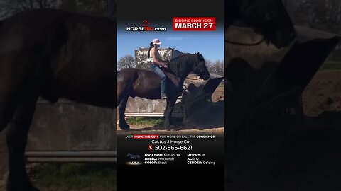 𝕂𝕀ℕ𝔾 𝕂𝕆ℕ𝔾 - Gorgeous and Incredibly Talented Black Percheron Gelding! Horsebid.com until March 27th!