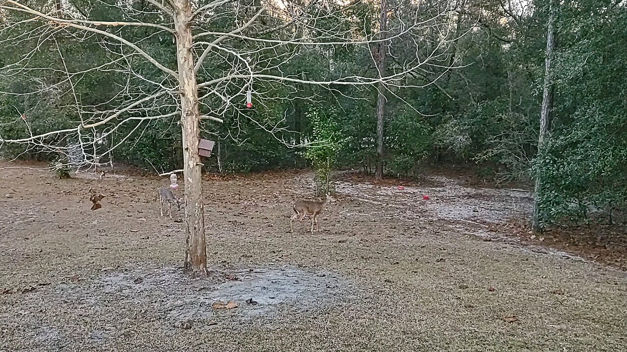 Deer doing Great but Old Cat acting Crazy