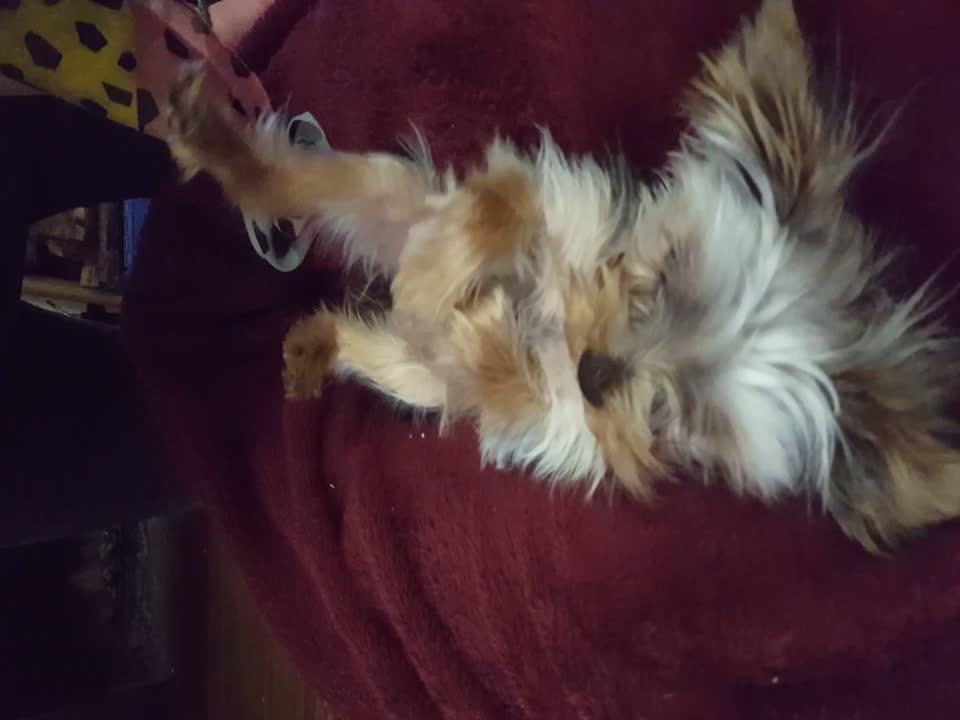 Dog goes CRAZY for Tummy Tickles