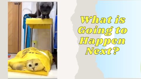 Funny Cat Gets Another Cat Out of the Bag #short