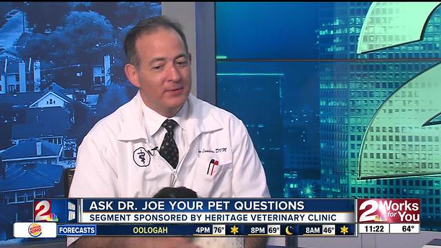 Dr. Joe answers your pet questions