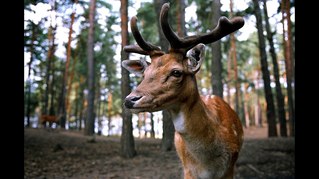 Watch A Dog And Deer Communicate... So Cute! [Full Conversation Between Animals]